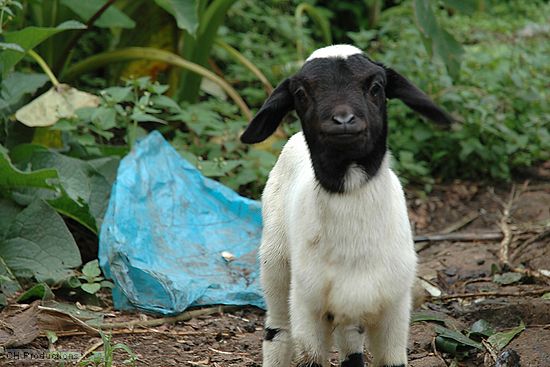 Close-up of the Chaga goat.