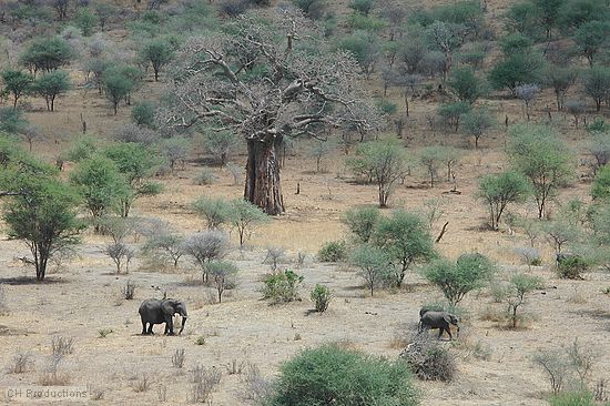 This is a telephoto shot from the front of our tent of some elephants in the valley at<br />Tanagerie National park. This was the first stop on our safari in Tanzania after<br />the kilimanjaro climb.