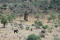 This is a telephoto shot from the front of our tent of some elephants in the valley at<br />Tanagerie National park. This was the first stop on our safari in Tanzania after<br />the kilimanjaro climb.