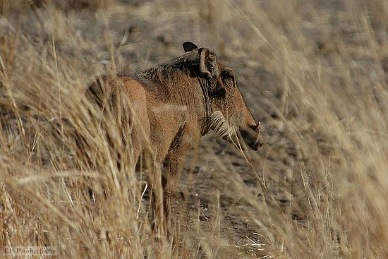 A warthog in the weeds.