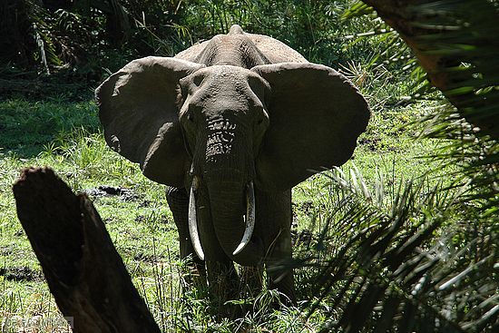 An elephant in a meadow at Lake Manyara.