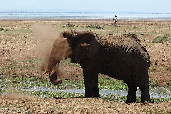 Caught an elephant blowing dirt on himself.