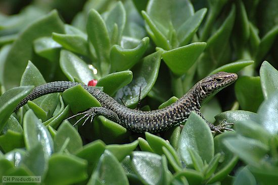 While relaxing on the patio at the Ngorongoro Crater Lodge after a morning safari<br />drive in the crater, snapped this shot of a reptile of some sort climbing in the foiliage.