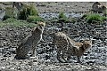 There were a group of four cheetahs walking around the Ngorongoro Crater.<br />Here are two at the water hole. If you look close you can see the other two in<br />the background.