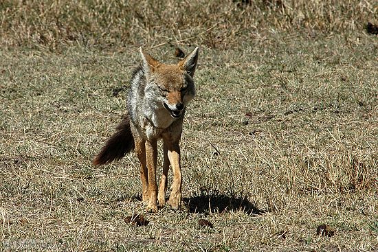 We saw a number of jackals but they were almost always trotting away from us.<br />This is one of the few photos we got of one pointed in our direction.