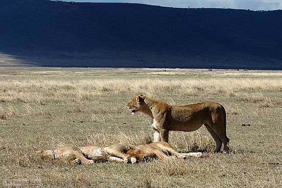Three female lions lounging in the middle of the day. Other animas keeping their distance.