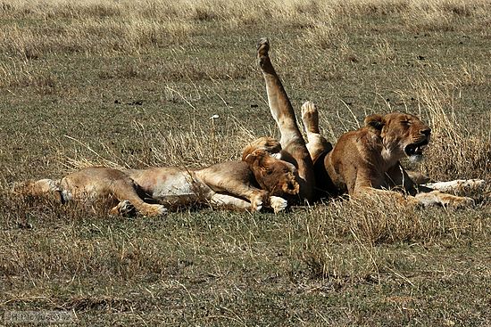 The same three lioness stretching out in the midday sun.