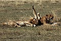 The same three lioness stretching out in the midday sun.