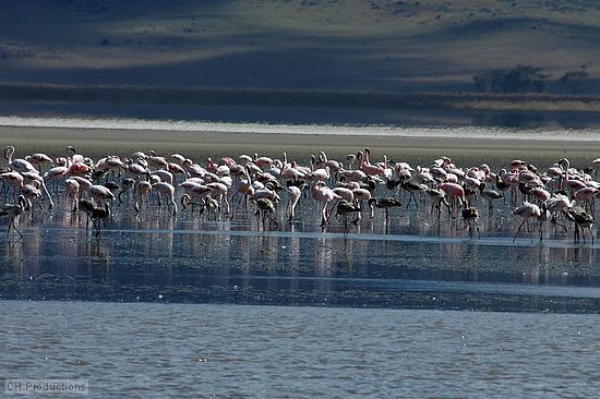 Pink and other colored flamingos. Crater wall in the background.