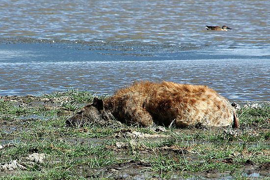We often saw hyenas plopped down in any available puddle. We were told it's<br />because their digestive process creates a lotof heat and they need to cool<br />their stomachs.
