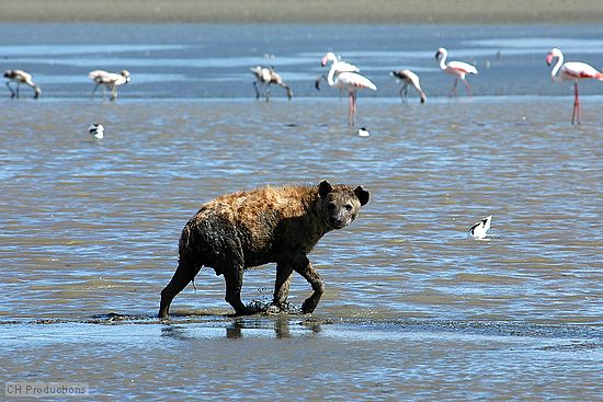 Hyena after dragging himself out of the mud. Flamingos in the background.
