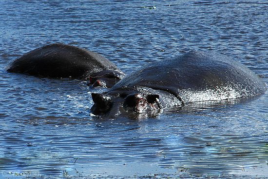 A couple of hippos keeping cool in the midday sun.