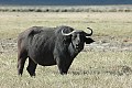 A water buffalo.