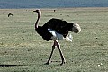 A big ostrich walking around.
