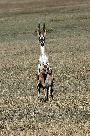 A boy and girl Gazelle doing what gazelles do.