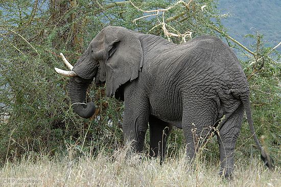 An elephant with crooked tusk eating a bush.
