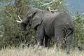 An elephant with crooked tusk eating a bush.