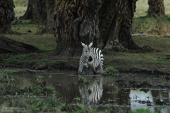 A zebra walking around in a stream.