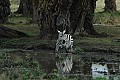 A zebra walking around in a stream.